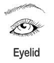 Eyelid